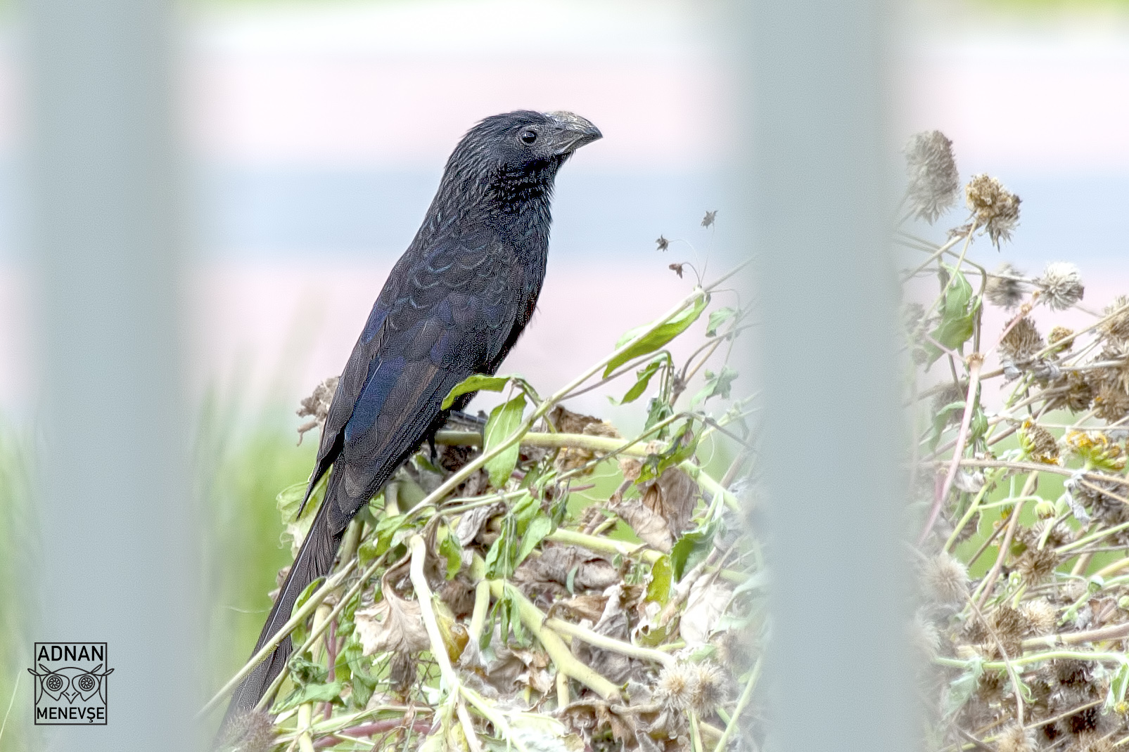 Groove-billed Ani